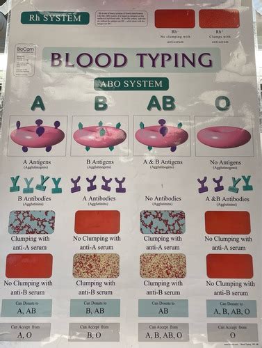 elisa test quizlet|immunology virtual lab worksheet Quizlet.